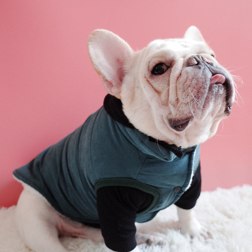 Ropa para mascotas, ropa de invierno para perros, chaleco grueso de terciopelo, abrigo de algodón cálido, Schnauzer