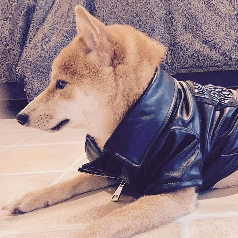French Fighting Leather Shiba Inu Clothes Pet Leather