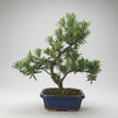 Buddhist Pine (Podocarpus sp.) Bonsai Tree | Shaped | In 20cm Pot