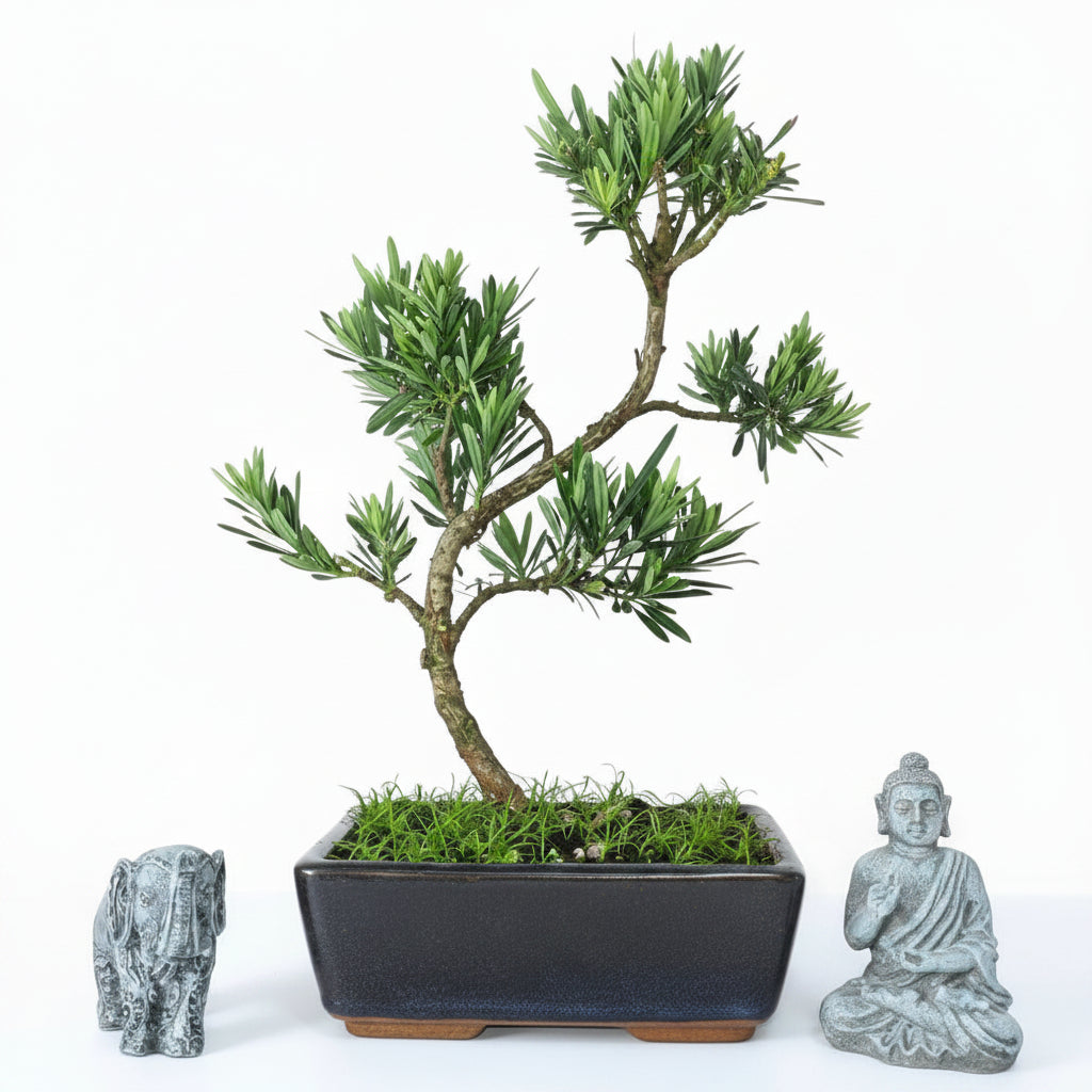Buddhist Pine (Podocarpus sp.) Bonsai Tree | Shaped | In 20cm Pot