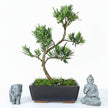 Buddhist Pine (Podocarpus sp.) Bonsai Tree | Shaped | In 20cm Pot