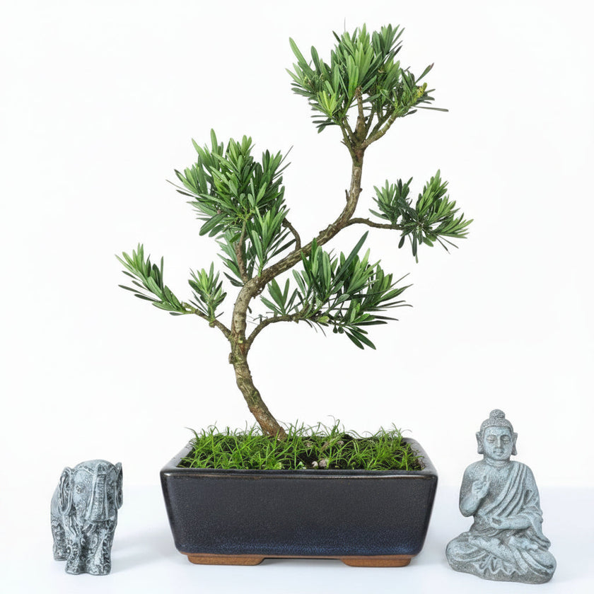 Buddhist Pine (Podocarpus sp.) Bonsai Tree | Shaped | In 20cm Pot