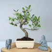 Ficus microcarpa (Banyan Fig) Indoor Bonsai Tree | Shaped | In 15cm Pot