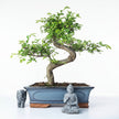 Chinese Elm (Ulmus parvifolia) Bonsai Tree | Shaped | In 30cm Pot