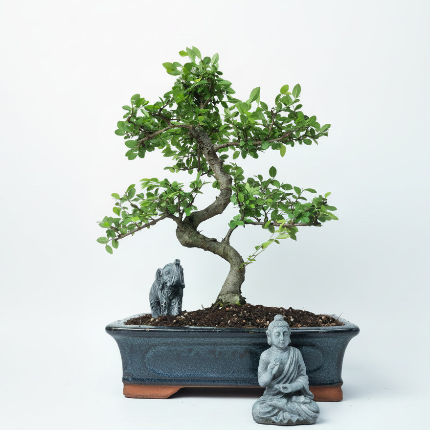 Chinese Elm (Ulmus parvifolia) Bonsai Tree | Shaped | In 30cm Pot
