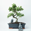 Chinese Elm (Ulmus parvifolia) Bonsai Tree | Shaped | In 30cm Pot