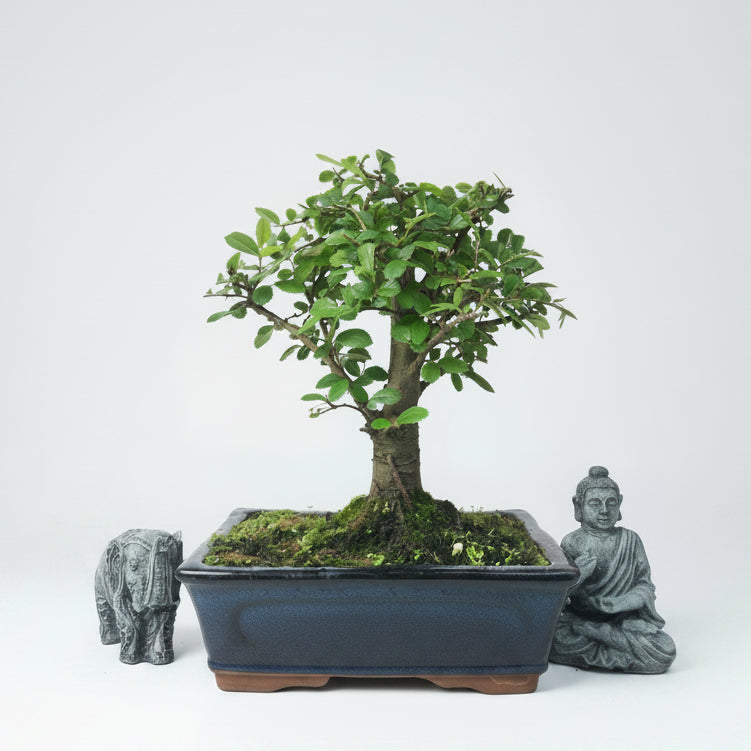 Chinese Elm (Ulmus parvifolia) Bonsai Tree | Broom | In 20cm Pot