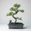 Chinese Elm (Ulmus parvifolia) Bonsai Tree | Shaped | In 30cm Pot