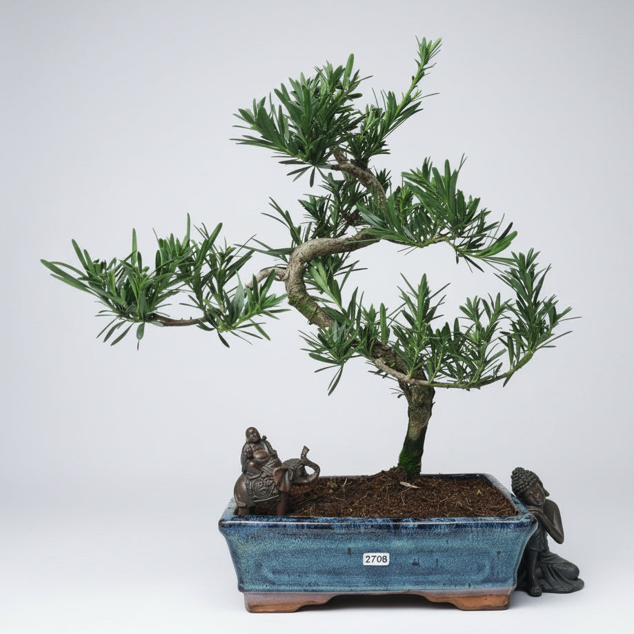 Buddhist Pine (Podocarpus sp.) Bonsai Tree | Shaped | In 25cm Pot