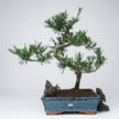 Buddhist Pine (Podocarpus sp.) Bonsai Tree | Shaped | In 25cm Pot