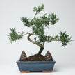 Buddhist Pine (Podocarpus sp.) Bonsai Tree | Shaped | In 25cm Pot