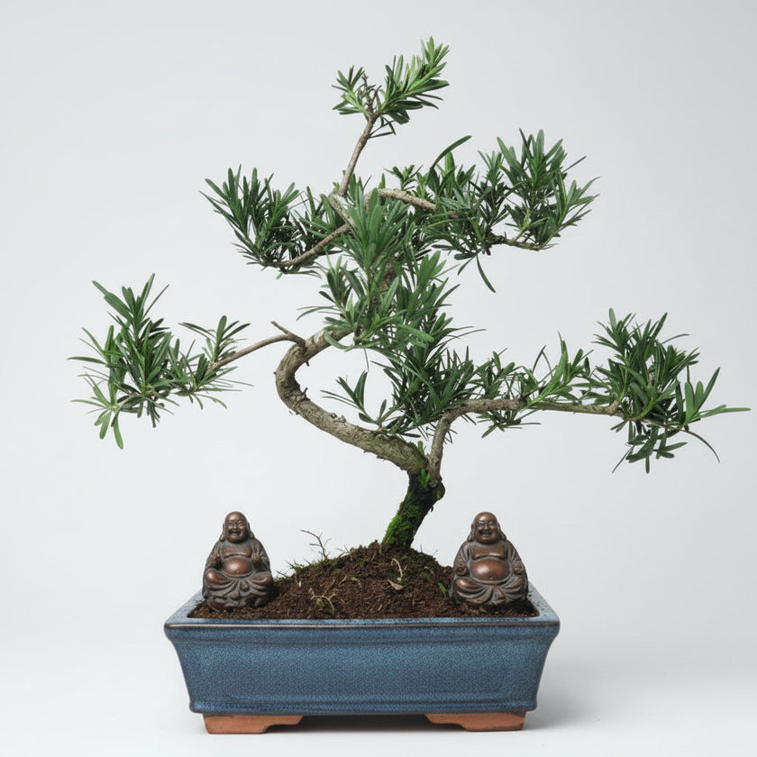 Buddhist Pine (Podocarpus sp.) Bonsai Tree | Shaped | In 25cm Pot