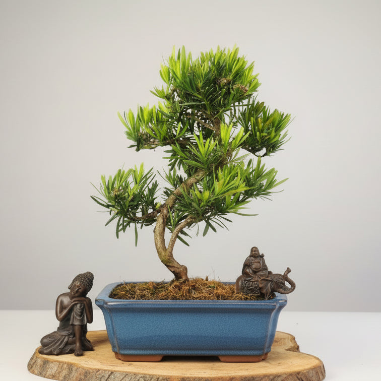 Buddhist Pine (Podocarpus sp.) Bonsai Tree | Shaped | In 30cm Pot
