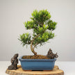 Buddhist Pine (Podocarpus sp.) Bonsai Tree | Shaped | In 30cm Pot