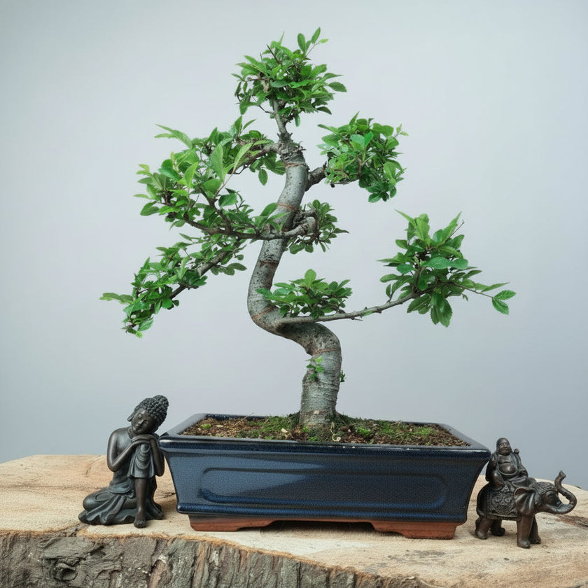 Chinese Elm (Ulmus parvifolia) Bonsai Tree | Shaped | In 25cm Pot