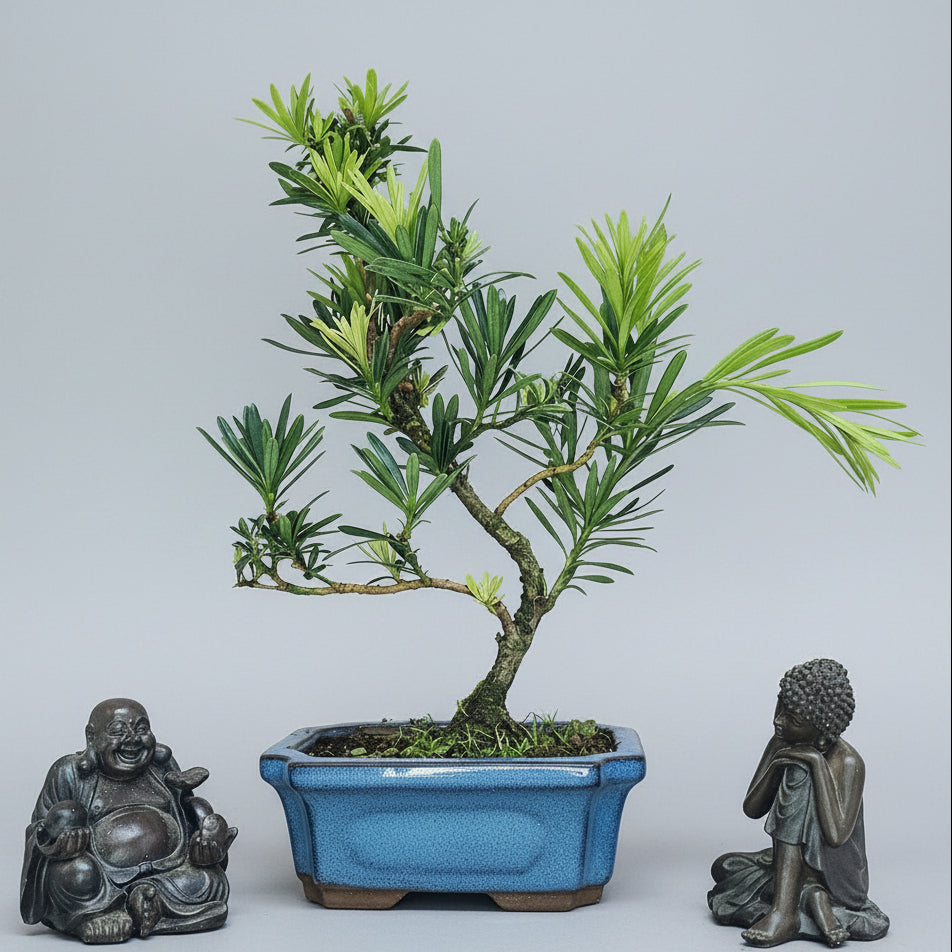Buddhist Pine (Podocarpus sp.) Bonsai Tree | Shaped | In 15cm Pot