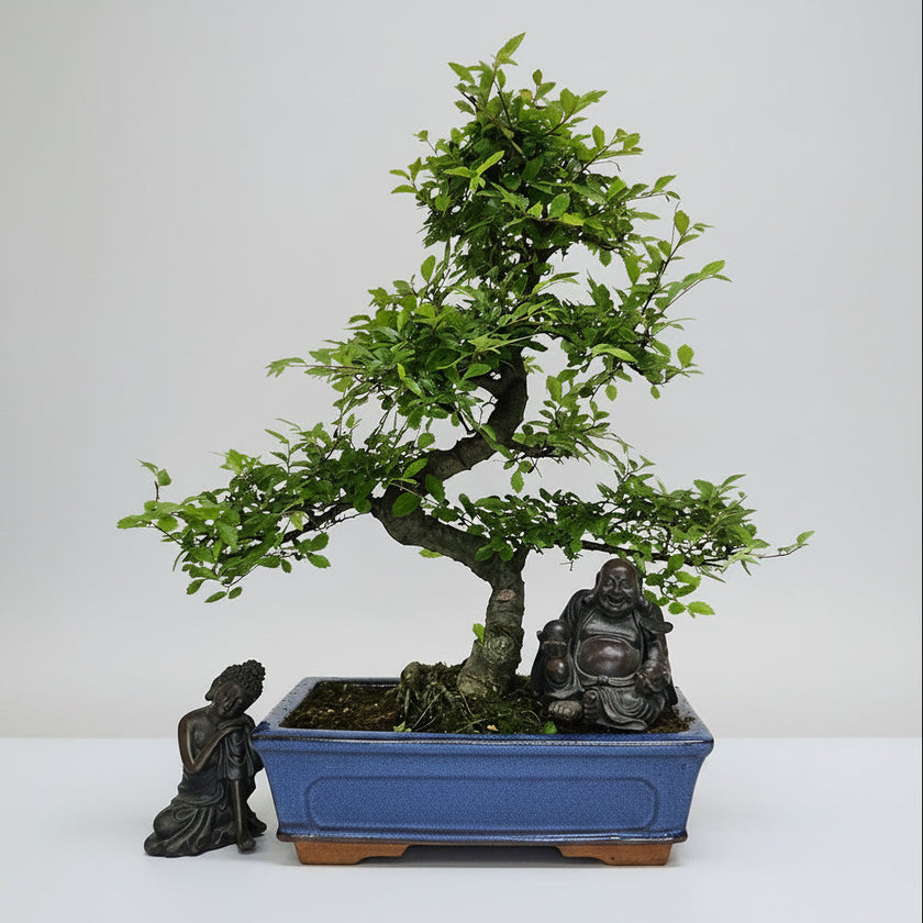 Chinese Elm (Ulmus parvifolia) Bonsai Tree | Shaped | In 25cm Pot