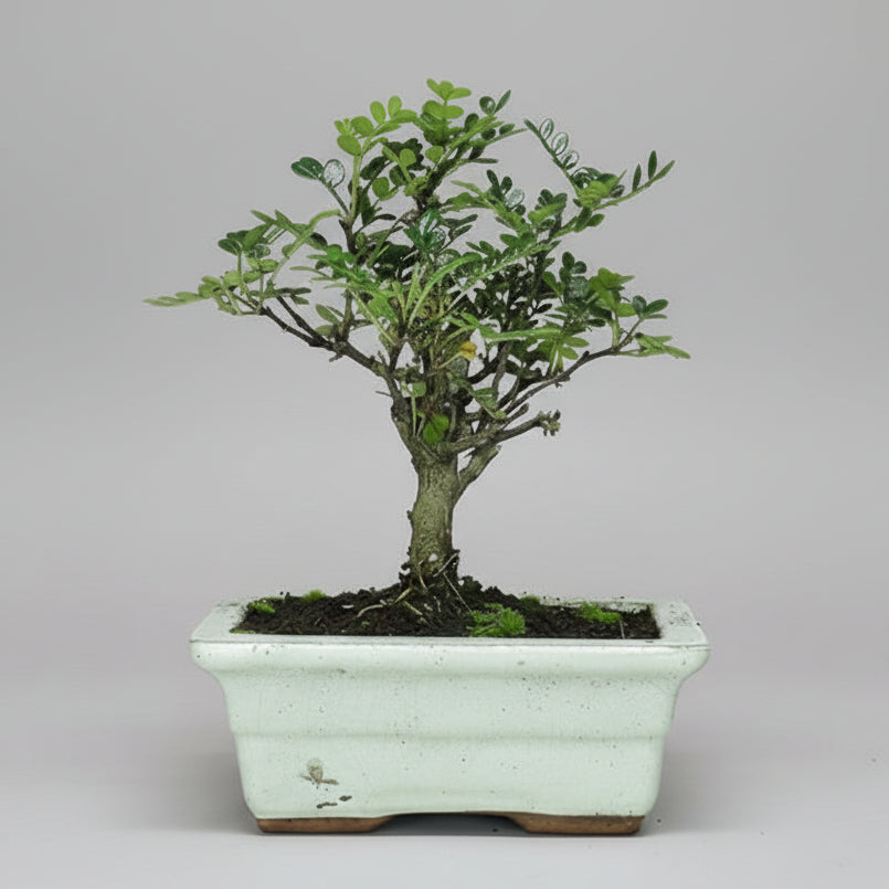Chinese Pepper (Zanthoxylum sp.) Bonsai Tree | Broom | In 20cm Pot