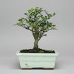 Chinese Pepper (Zanthoxylum sp.) Bonsai Tree | Broom | In 20cm Pot