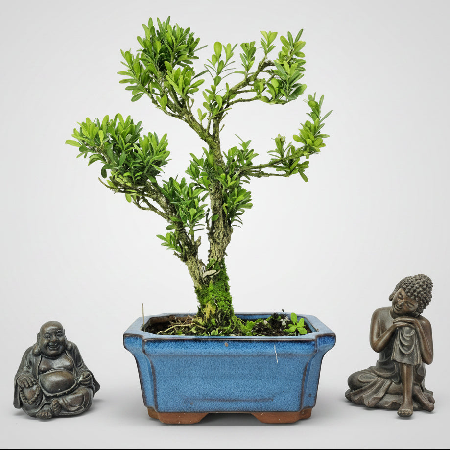 Boxwood (Buxus harlandii) Bonsai Tree | Shaped | In 15cm Pot