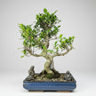 Ficus Microcarpa (Banyan Fig) Large Indoor Bonsai Tree | Shaped | In 40cm Pot
