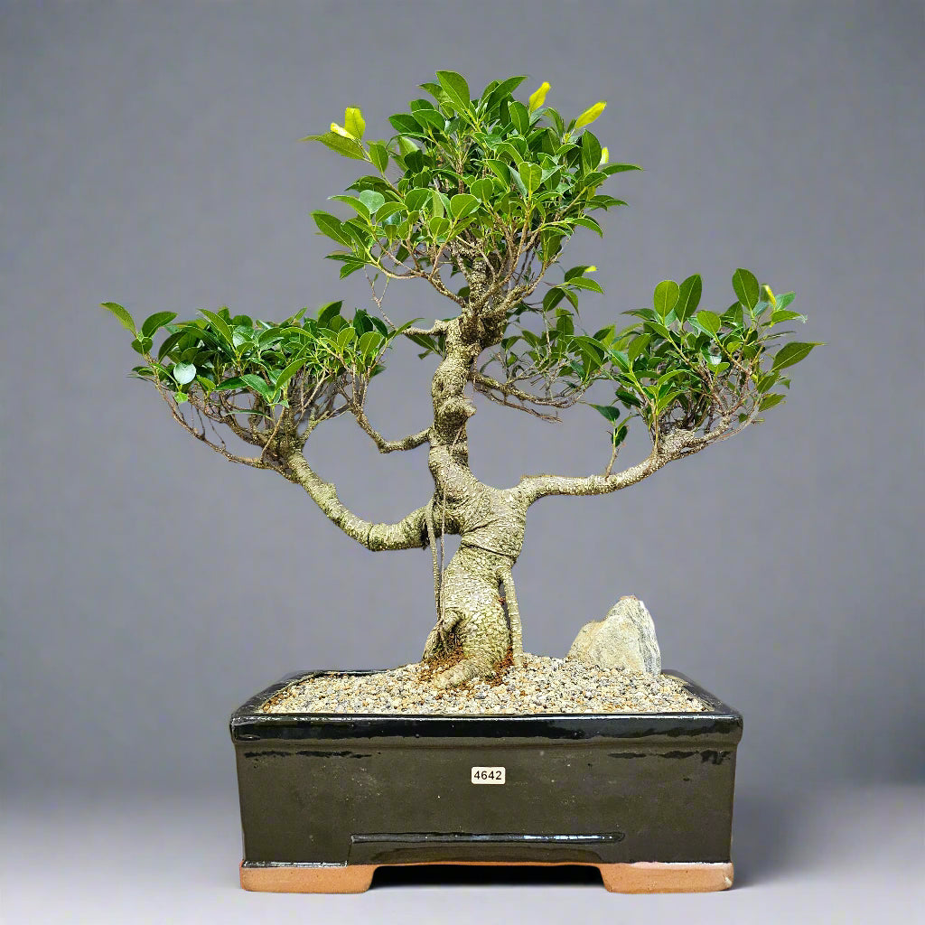 Ficus microcarpa (Banyan Fig) Large Indoor Bonsai Tree | Shaped | In 35cm Pot