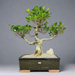 Ficus microcarpa (Banyan Fig) Large Indoor Bonsai Tree | Shaped | In 35cm Pot