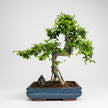 Large Chinese Elm (Ulmus parvifolia) Bonsai Tree | Shaped | In 35cm Pot