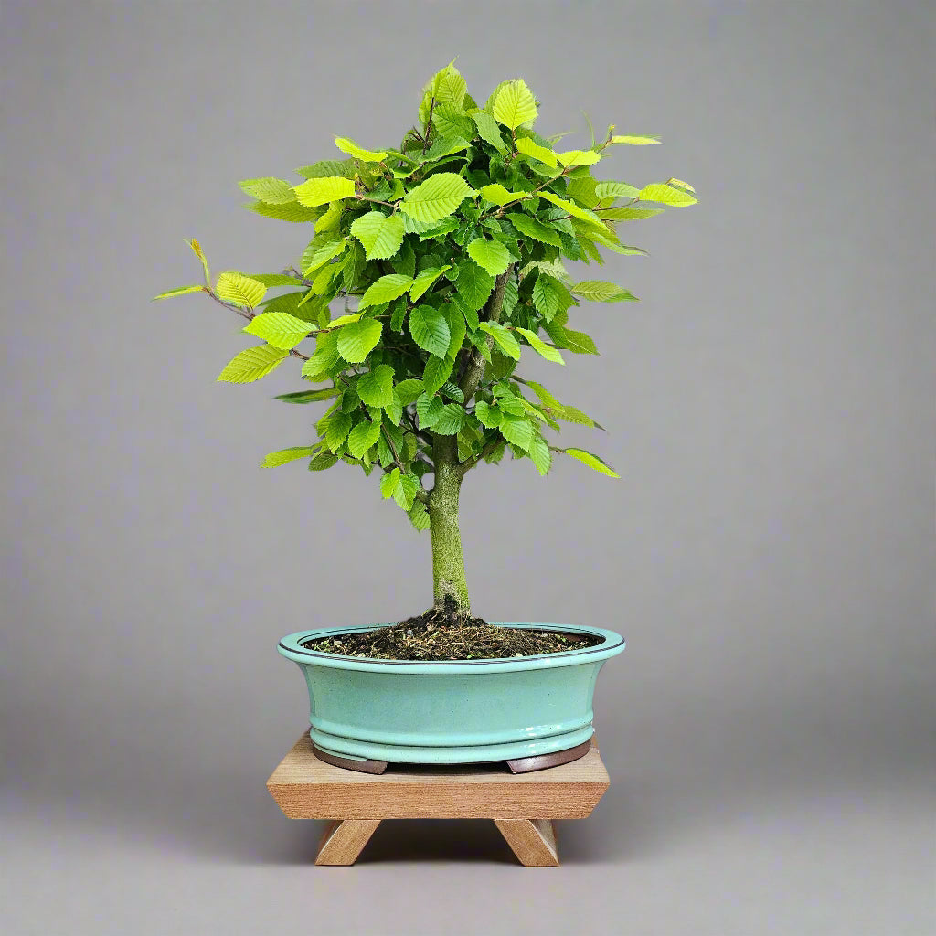 Hornbeam (Carpinus Betulus) Bonsai Tree | Informal Style | In 30cm Pot