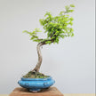 Dawn Redwood (Metasequoia) Bonsai Tree | Styled | In 25cm Pot