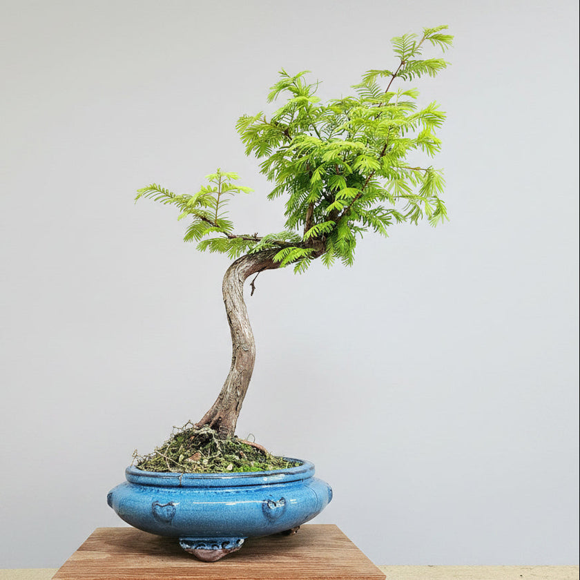 Dawn Redwood (Metasequoia) Bonsai Tree | Styled | In 25cm Pot