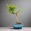 Dawn Redwood (Metasequoia) Bonsai Tree | Styled | In 25cm Pot