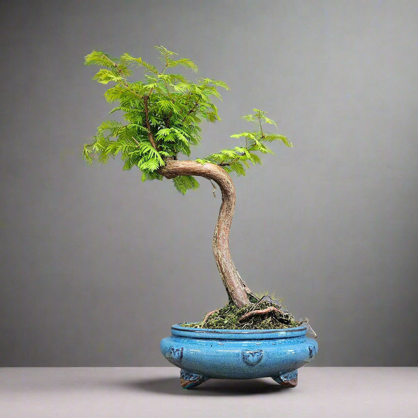 Dawn Redwood (Metasequoia) Bonsai Tree | Styled | In 25cm Pot