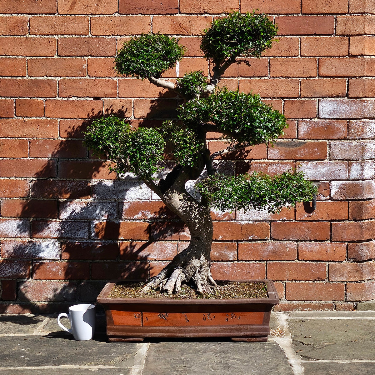 Large Chinese Elm (Ulmus Parvifolia) Bonsai Tree | Shaped Style | Height 110cm | In 60cm Pot