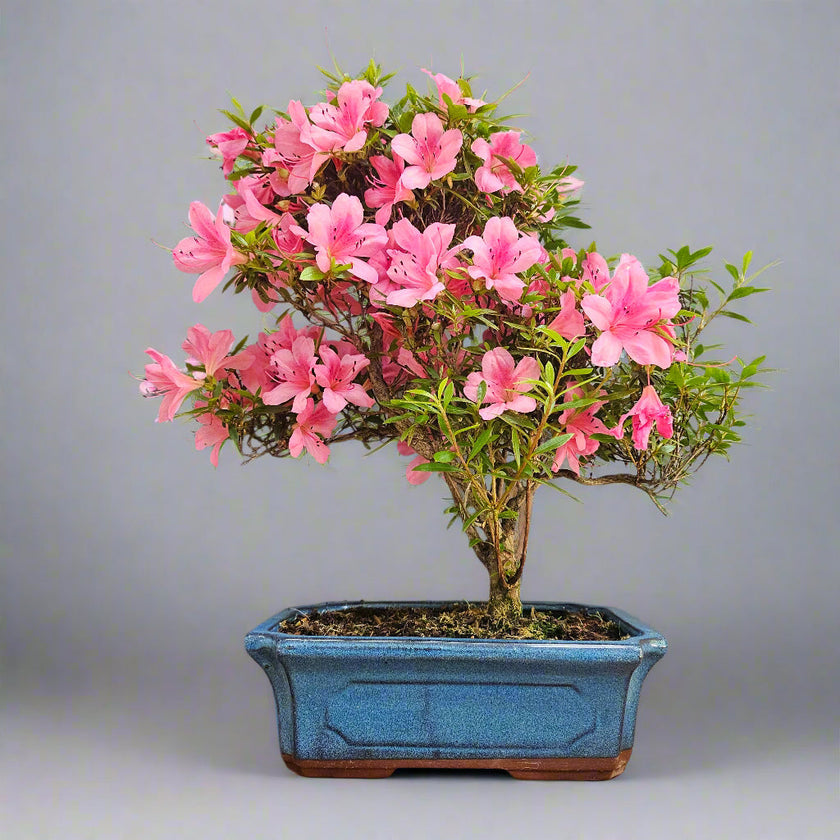 Azalea (Rhododendron) Bonsai Tree | Shaped | In 25cm Pot