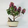 Bougainvillea Bonsai Tree | Broom | In 16cm Pot With Rock