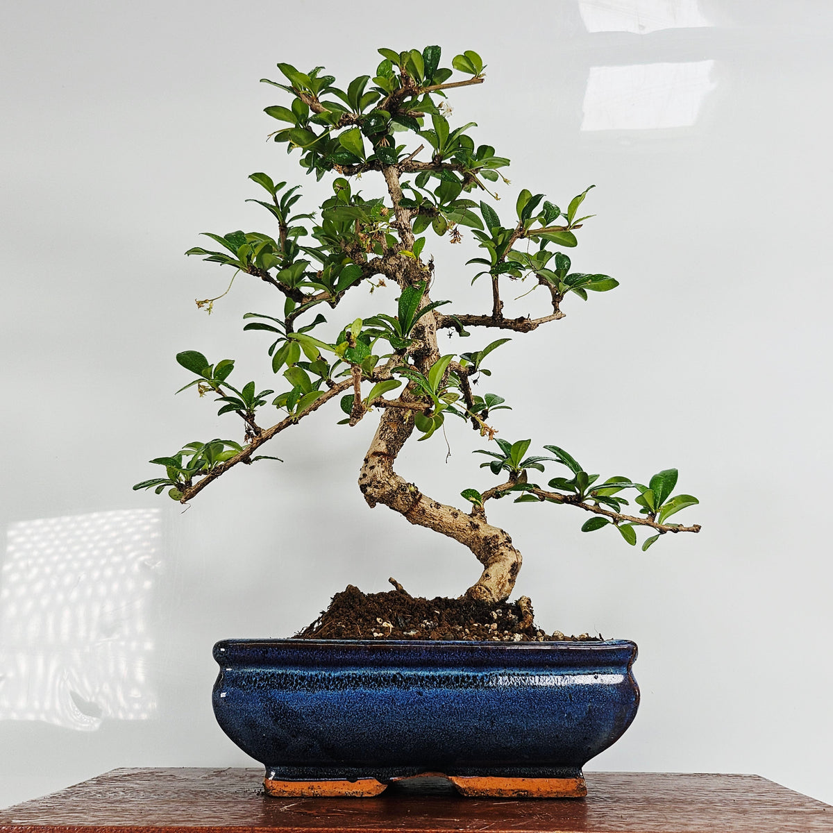 Fukien Tea Tree (Ehretia microphylla; syn. Carmona retusa) Bonsai Tree | Shaped | In 20cm Pot
