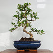 Fukien Tea Tree (Ehretia microphylla; syn. Carmona retusa) Bonsai Tree | Shaped | In 20cm Pot
