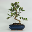 Fukien Tea Tree (Ehretia microphylla; syn. Carmona retusa) Bonsai Tree | Shaped | In 20cm Pot