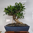 Ficus microcarpa (Banyan Fig) Large Indoor Bonsai Tree | Shaped | In 35cm Pot