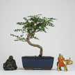 Chinese Pepper (Zanthoxylum sp.) Bonsai Tree | Shaped | In 15cm Pot