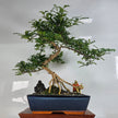 Chinese Pepper (Zanthoxylum sp.) Bonsai Tree | Shaped | In 30cm Pot