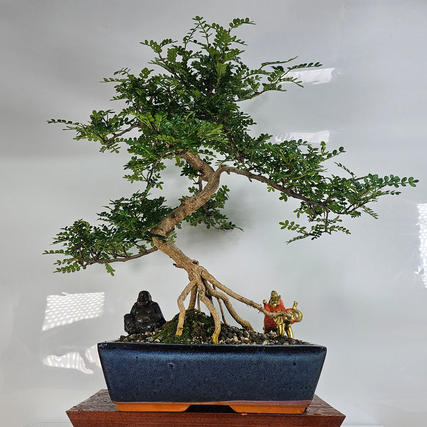 Chinese Pepper (Zanthoxylum sp.) Bonsai Tree | Shaped | In 30cm Pot