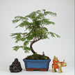 Dawn Redwood (Metasequoia) Bonsai Tree | Styled | In 15cm Pot