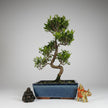 Brush Cherry (Syzygium) Bonsai Tree | Shaped | In 25cm Pot