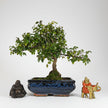 Bird Plum (Sageretia) Bonsai Tree | Shaped | In 20cm Pot