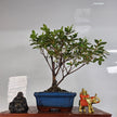 Azalea (Rhododendron) Bonsai Tree | Broom | In 15cm Pot