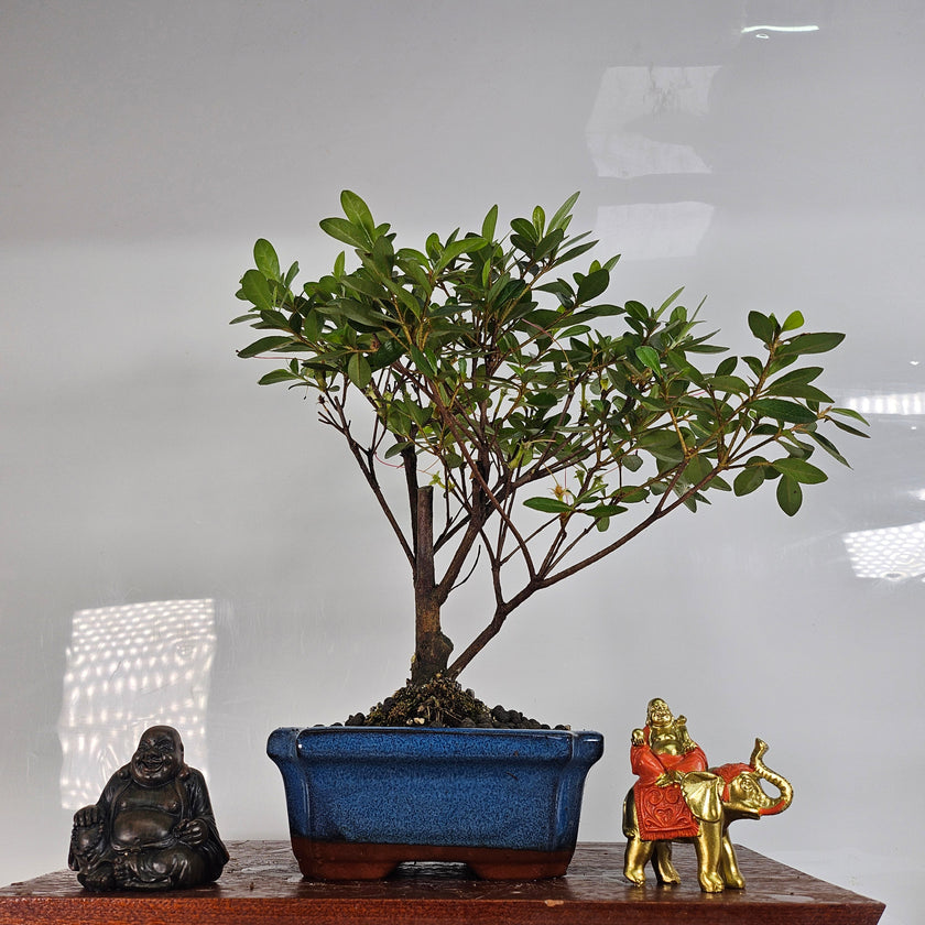 Azalea (Rhododendron) Bonsai Tree | Broom | In 15cm Pot