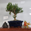Boxwood (Buxus harlandii) Bonsai Tree | Shaped | In 20cm Pot