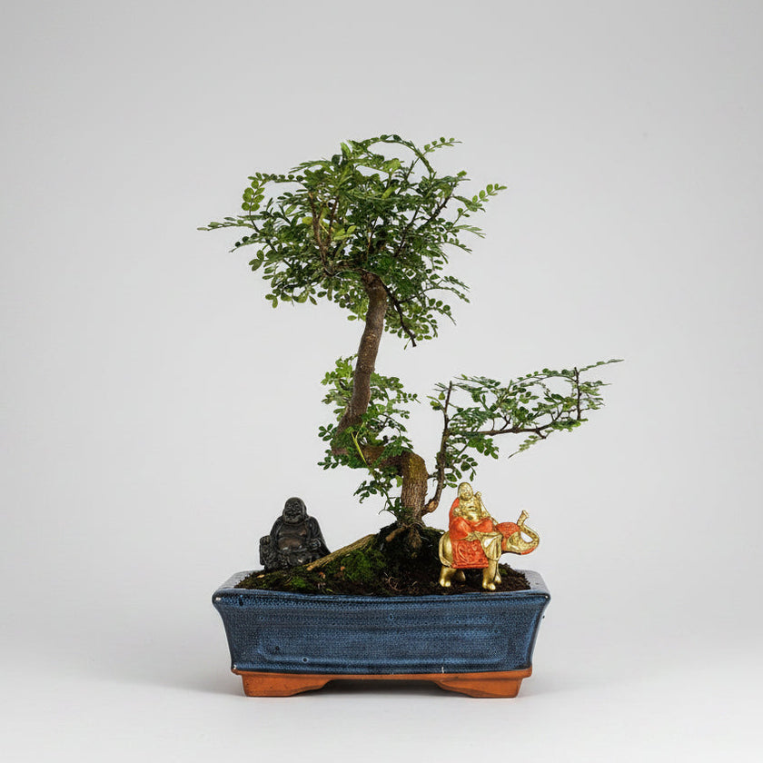 Chinese Pepper (Zanthoxylum sp.) Bonsai Tree | Shaped | In 25cm Pot
